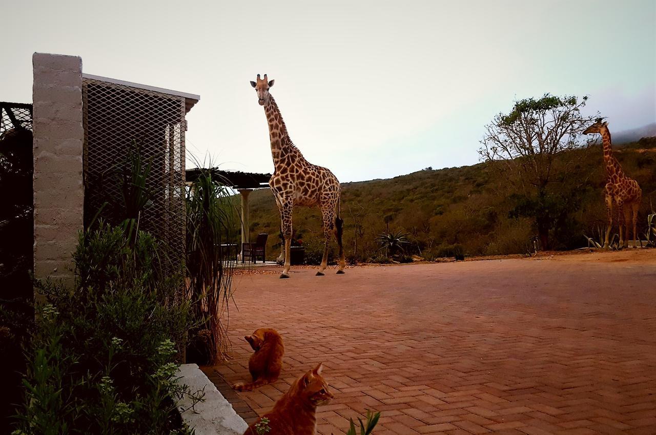 Graceland Eco Retreat มาโฮบาสโกลฟ ภายนอก รูปภาพ